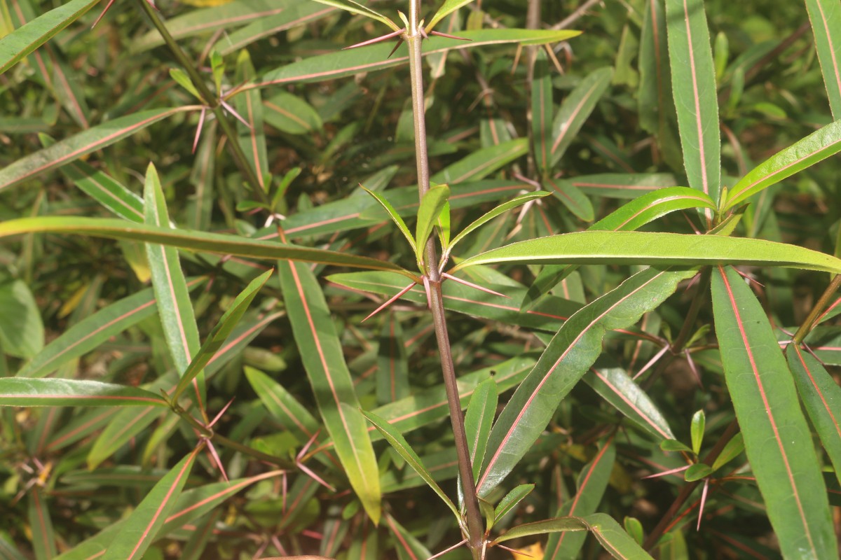 Barleria lupulina Lindl.